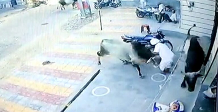 जालोर शहर में सांड हुआ हमलावर, बुजुर्ग पर किया हमला, मौत